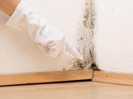 Why You Should Choose Our Mold Remediation Services in Robstown, TX